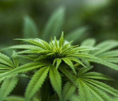 Medicinal Cannabis Growing
