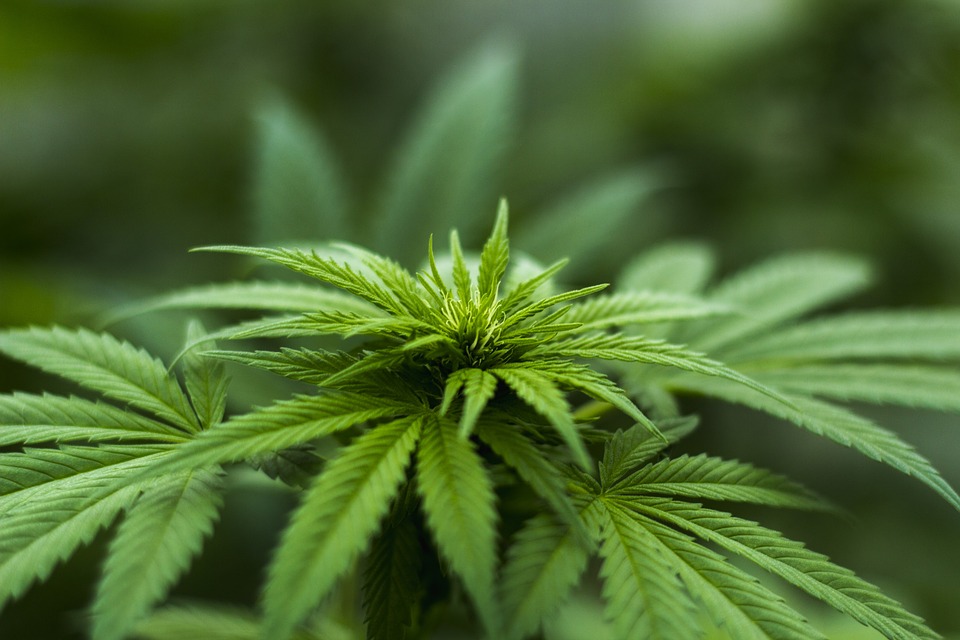 Medicinal Cannabis Growing